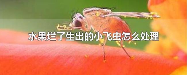 水果烂了生出的小飞虫怎么处理