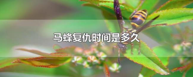 马蜂复仇时间是多久 马蜂复仇时间是多久