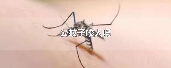 公蚊子咬人吗 公蚊子咬人吗