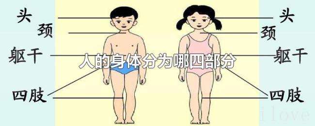 人的身体分为哪四部分 人的身体分为哪四部分
