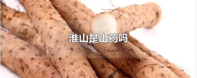 淮山是山药吗 淮山是山药吗