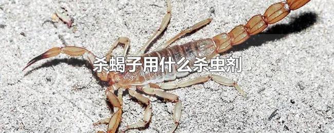 杀蝎子用什么杀虫剂 杀蝎子用什么杀虫剂
