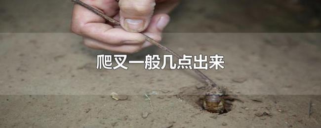 爬叉一般几点出来 爬叉一般几点出来
