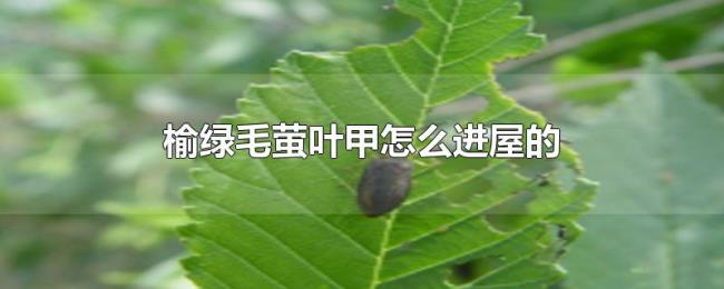 榆绿毛萤叶甲怎么进屋的 榆绿毛萤叶甲怎么进屋的