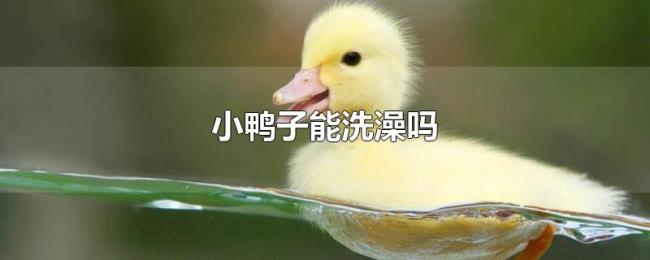 小鸭子能洗澡吗 小鸭子能洗澡吗