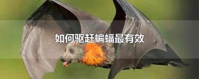 如何驱赶蝙蝠最有效