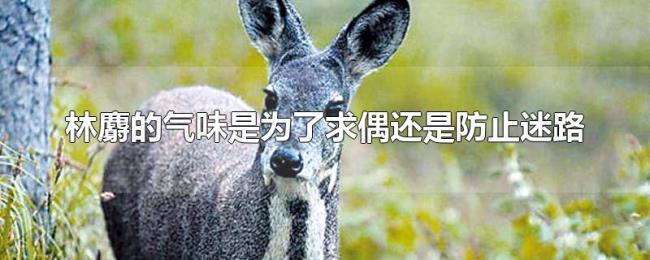 林麝的气味是为了求偶还是防止迷路