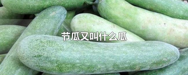 节瓜又叫什么瓜 节瓜又叫什么瓜