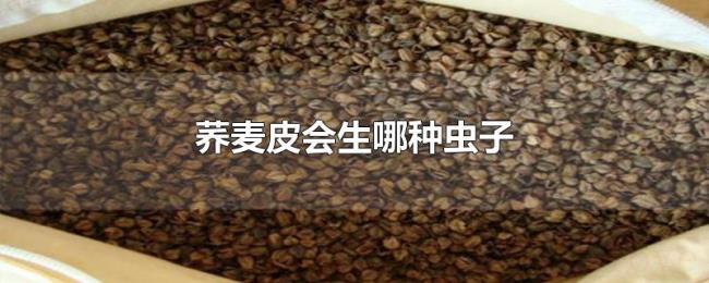 荞麦皮会生哪种虫子