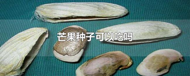 芒果种子可以吃吗 芒果种子可以吃吗