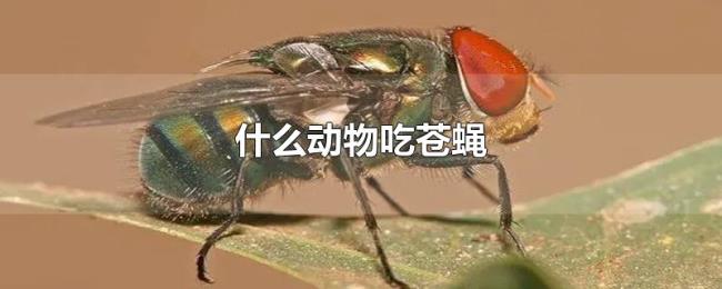 什么动物吃苍蝇 什么动物吃苍蝇