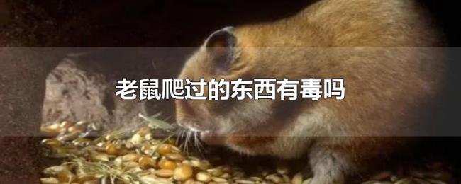 老鼠爬过的东西有毒吗 老鼠爬过的东西有毒吗