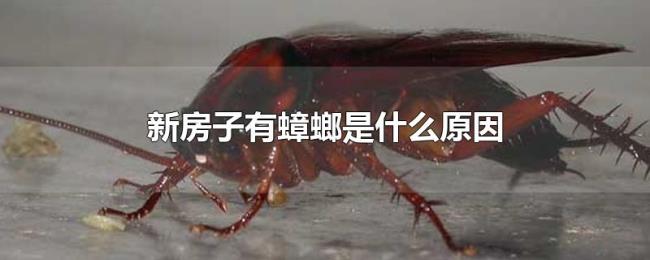新房子有蟑螂是什么原因