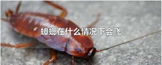 蟑螂在什么情况下会飞 蟑螂在什么情况下会飞