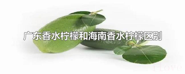广东香水柠檬和海南香水柠檬区别 广东香水柠檬和海南香水柠檬区别