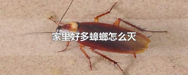 家里好多蟑螂怎么灭 家里好多蟑螂怎么灭