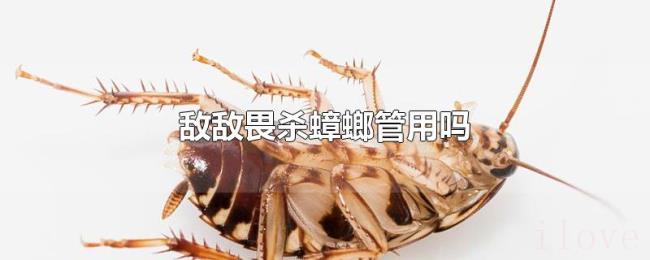敌敌畏杀蟑螂管用吗