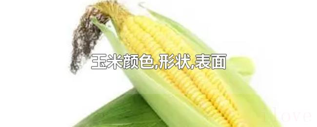 玉米颜色,形状,表面 玉米颜色,形状,表面