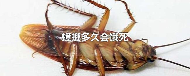 蟑螂多久会饿死 蟑螂多久会饿死