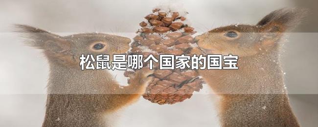 松鼠是哪个国家的国宝