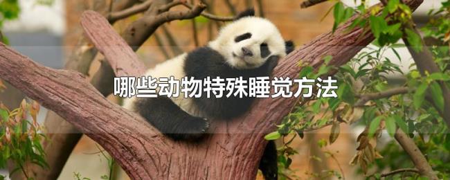 哪些动物特殊睡觉方法