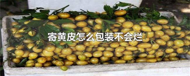 寄黄皮怎么包装不会烂 寄黄皮怎么包装不会烂