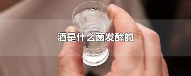 酒是什么菌发酵的 酒是什么菌发酵的