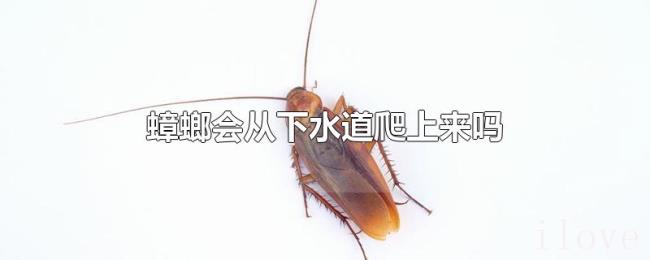 蟑螂会从下水道爬上来吗