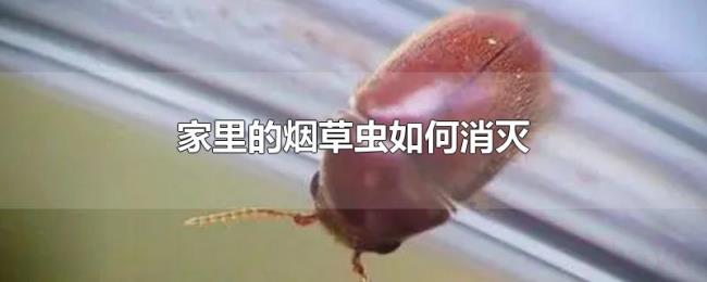 家里的烟草虫如何消灭 家里的烟草虫如何消灭