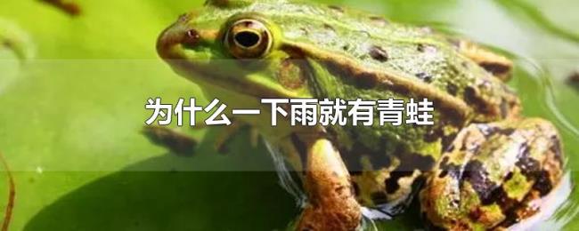 为什么一下雨就有青蛙 为什么一下雨就有青蛙