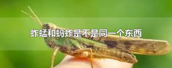 蚱蜢和蚂蚱是不是同一个东西 蚱蜢和蚂蚱是不是同一个东西
