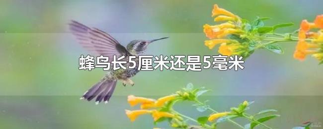 蜂鸟长5厘米还是5毫米 蜂鸟长5厘米还是5毫米