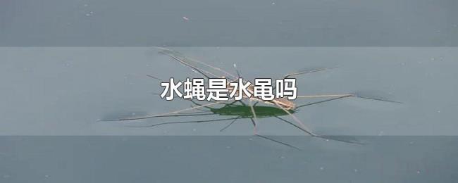 水蝇是水黾吗 水蝇是水黾吗