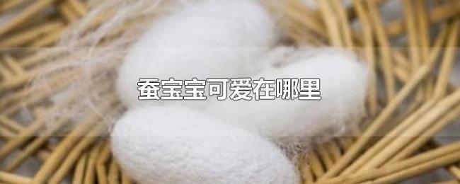 蚕宝宝可爱在哪里 蚕宝宝可爱在哪里