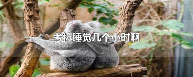 考拉睡觉几个小时啊 考拉睡觉几个小时啊