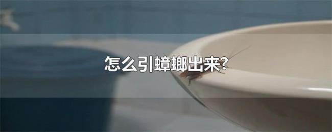 怎么引蟑螂出来? 怎么引蟑螂出来?