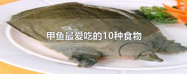 甲鱼最爱吃的10种食物 甲鱼最爱吃的10种食物