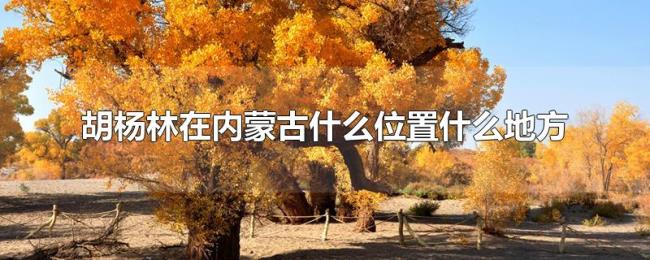 胡杨林在内蒙古什么位置什么地方 胡杨林在内蒙古什么位置什么地方