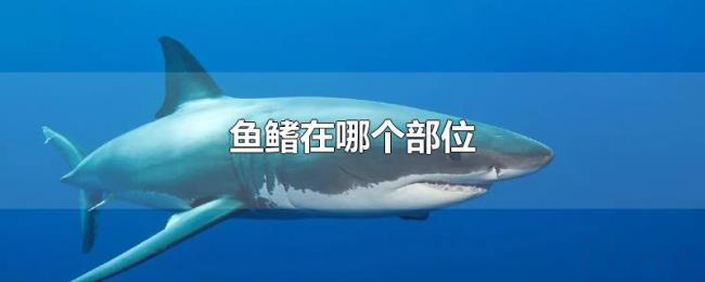 鱼鳍在哪个部位 鱼鳍在哪个部位
