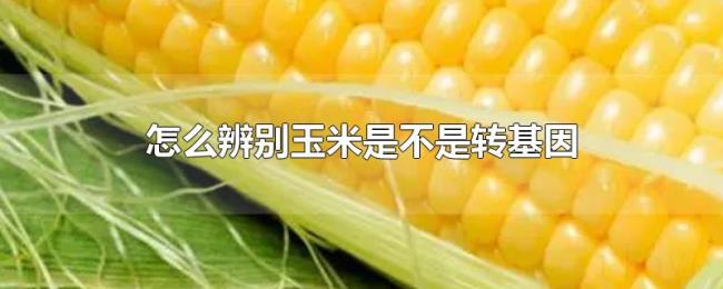 怎么辨别玉米是不是转基因 怎么辨别玉米是不是转基因