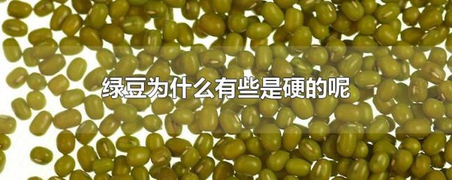 绿豆为什么有些是硬的呢 绿豆为什么有些是硬的呢