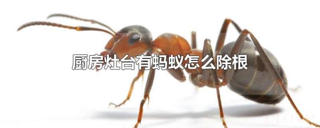 厨房灶台有蚂蚁怎么除根 厨房灶台有蚂蚁怎么除根