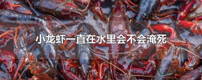 小龙虾一直在水里会不会淹死 小龙虾一直在水里会不会淹死