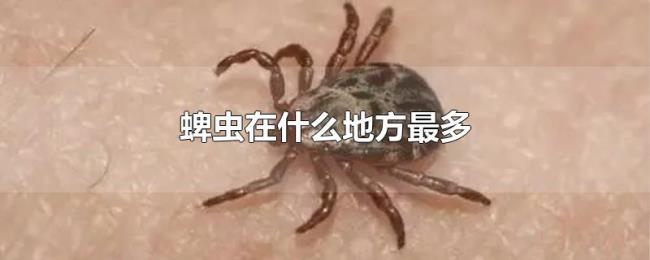 蜱虫在什么地方最多 蜱虫在什么地方最多