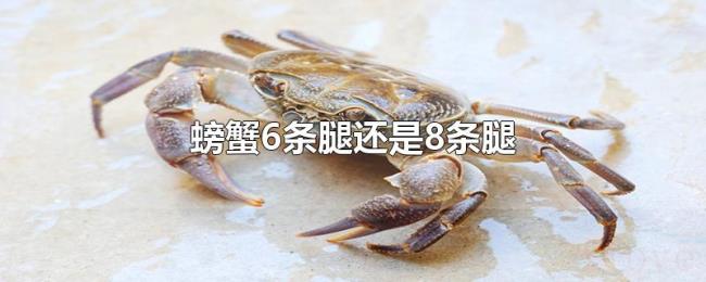 螃蟹6条腿还是8条腿 螃蟹6条腿还是8条腿
