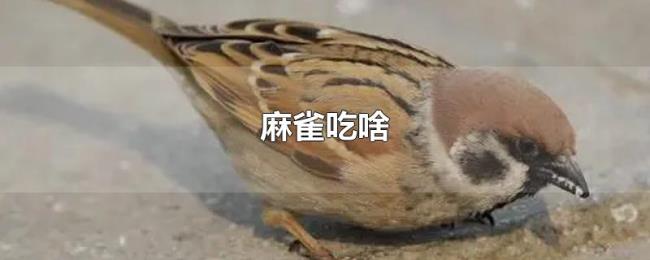 麻雀吃啥