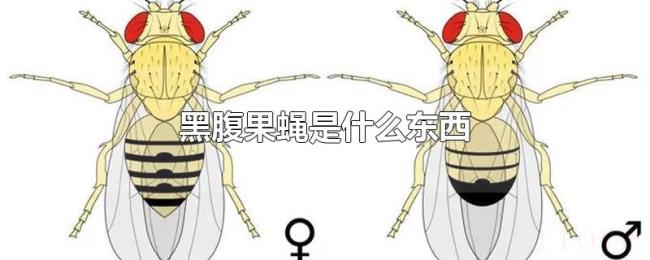 黑腹果蝇是什么东西 黑腹果蝇是什么东西
