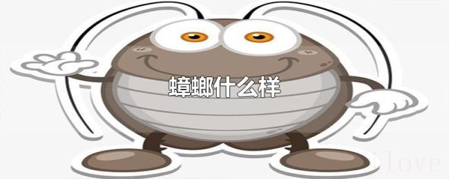 蟑螂什么样 蟑螂什么样