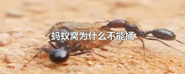 蚂蚁窝为什么不能捅 蚂蚁窝为什么不能捅