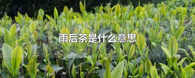 雨后茶是什么意思